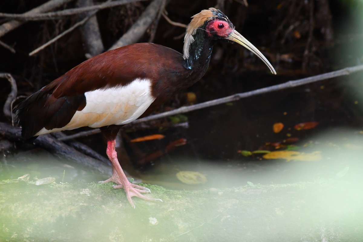 Madagascar Ibis - Jacek Betleja