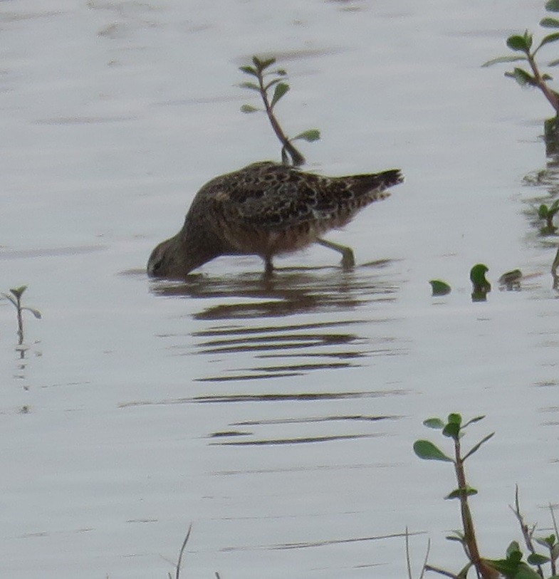 Short-billed Dowitcher - Bill Wright_cc