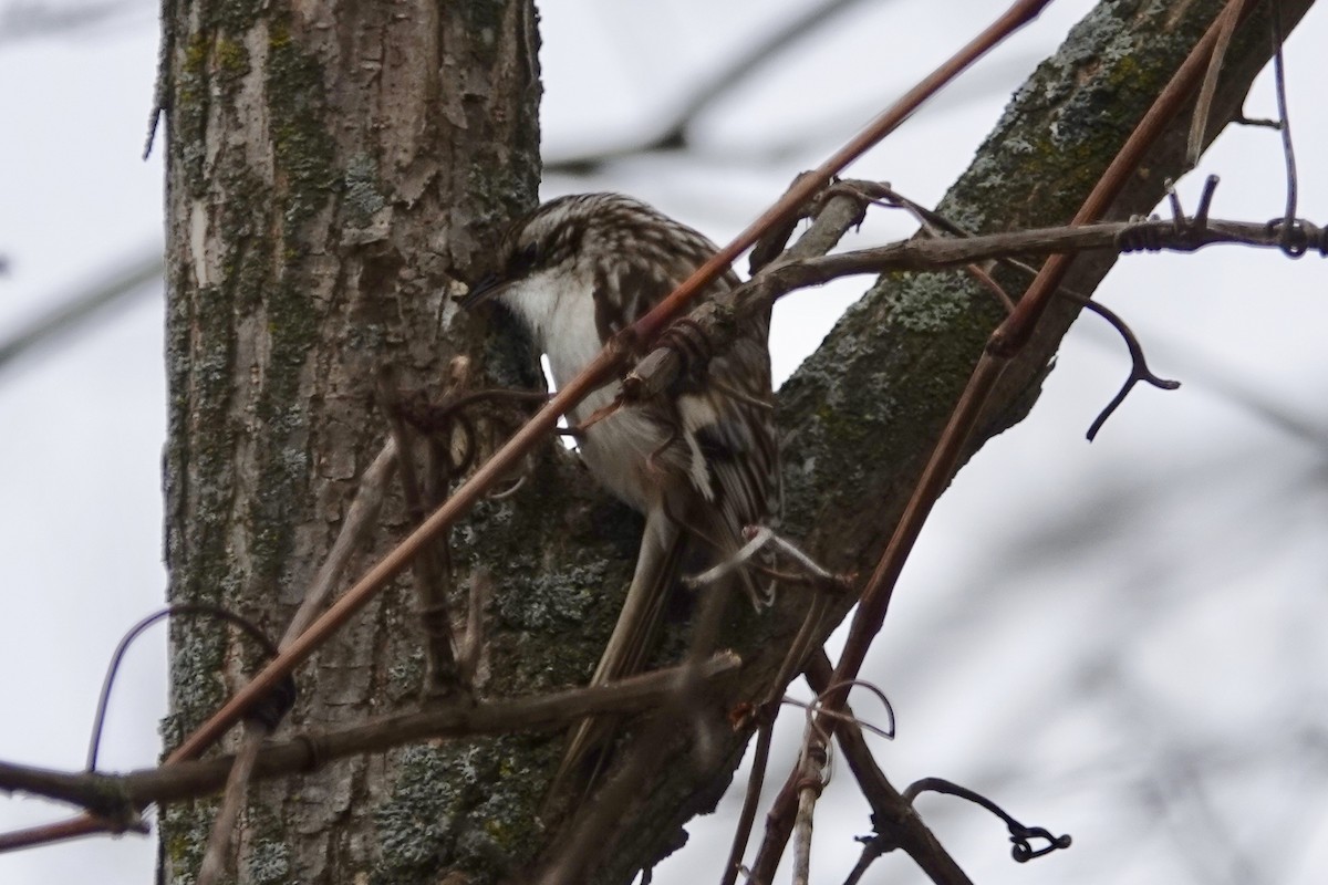 Brown Creeper - ML149620561