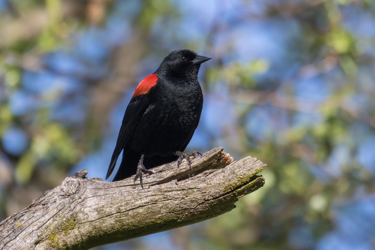 Red-winged Blackbird - Bill Chen