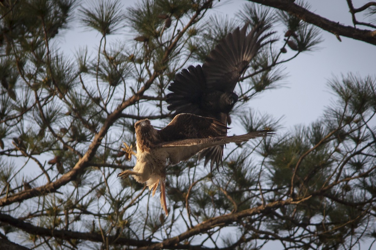 Rotschwanzbussard - ML149625221