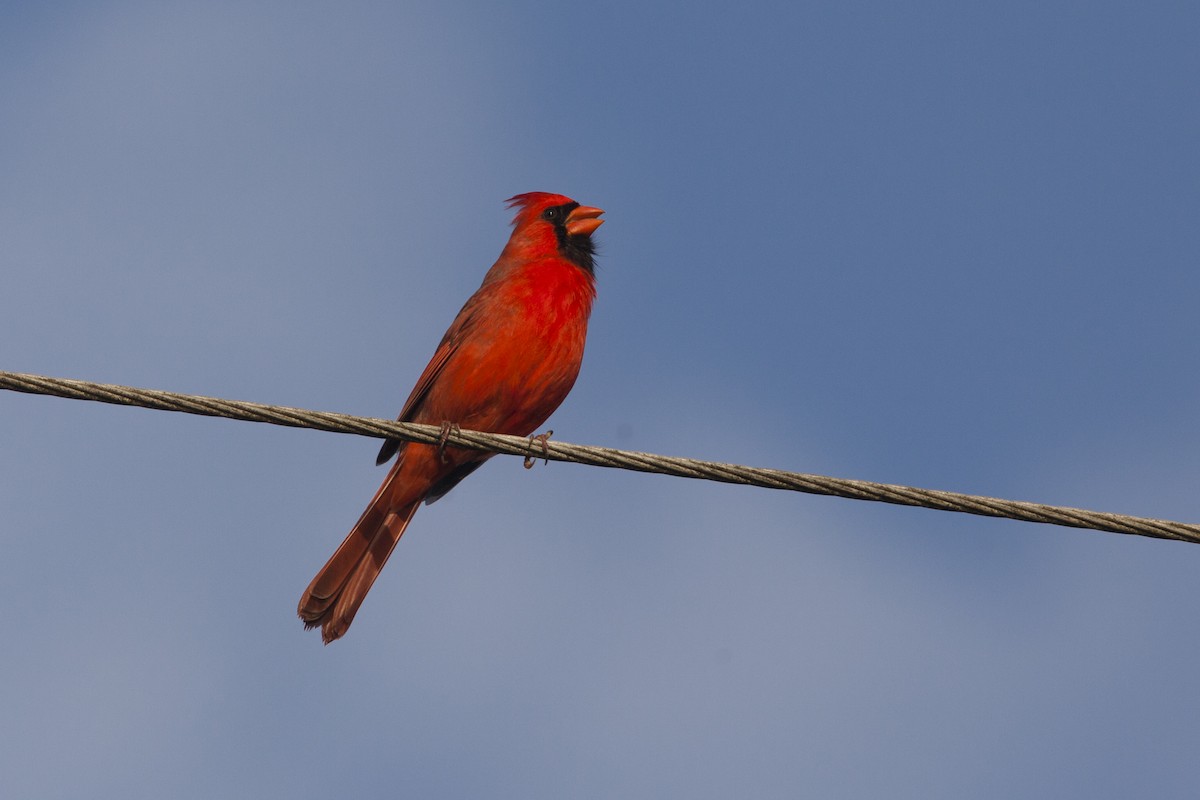 Cardinal rouge - ML149625271