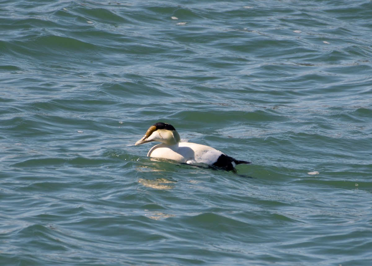 Common Eider - ML149626891