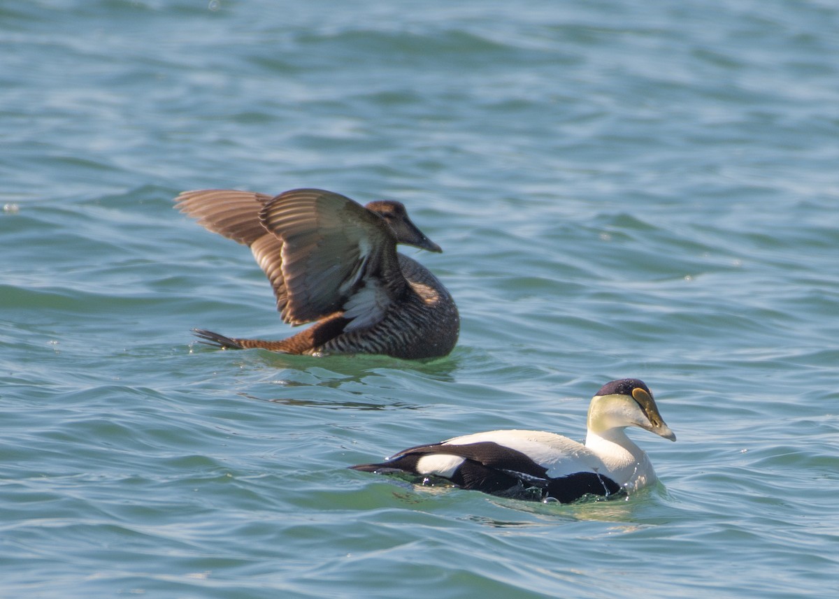 Common Eider - ML149626971