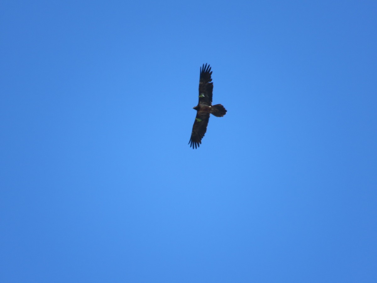 Bearded Vulture - ML149627451