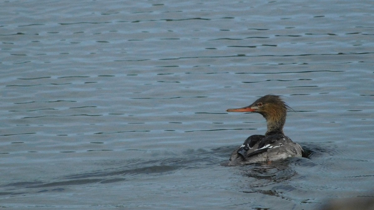 Red-breasted Merganser - John  Paalvast