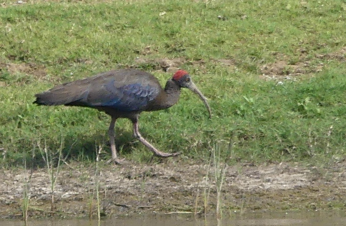 ibis bradavičnatý - ML149627651