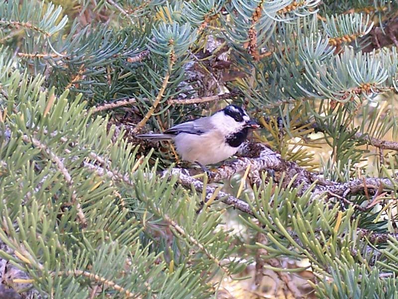 Mountain Chickadee - ML149627751