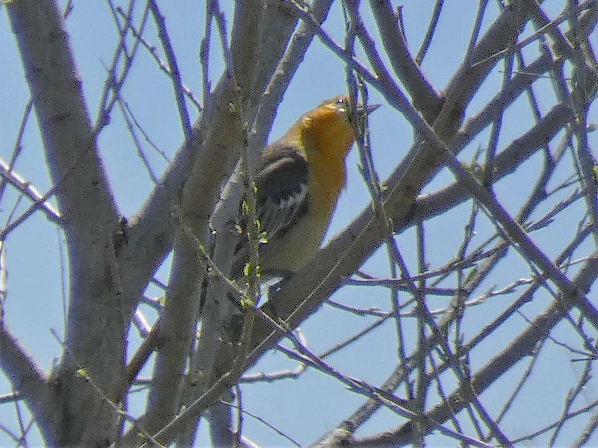 Bullock's Oriole - ML149627931