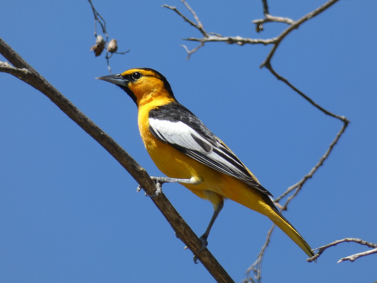 Bullock's Oriole - ML149628031