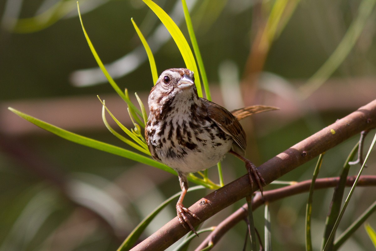 Song Sparrow - ML149630111