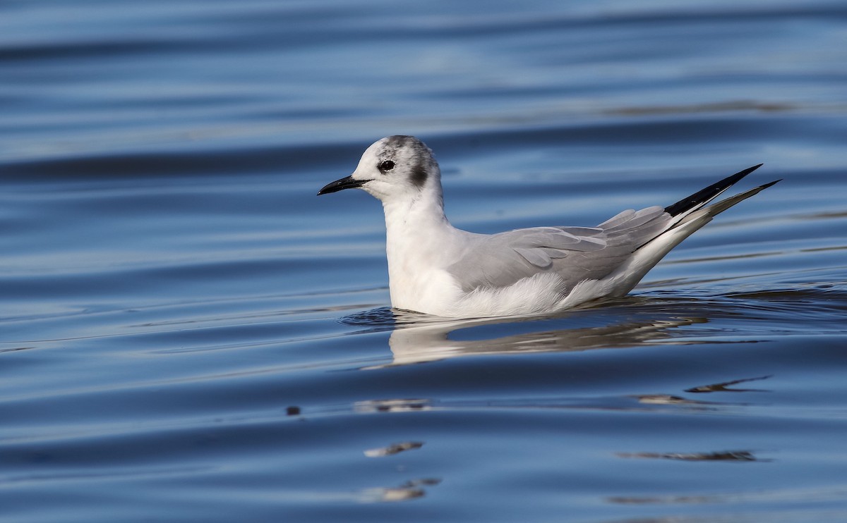 Bonaparte's Gull - Max Nootbaar