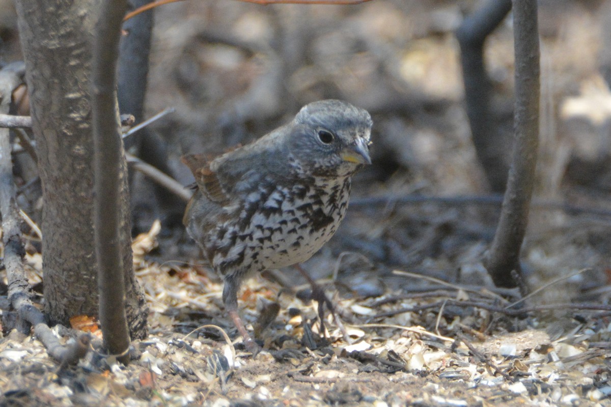 Fox Sparrow (Slate-colored) - ML149630681