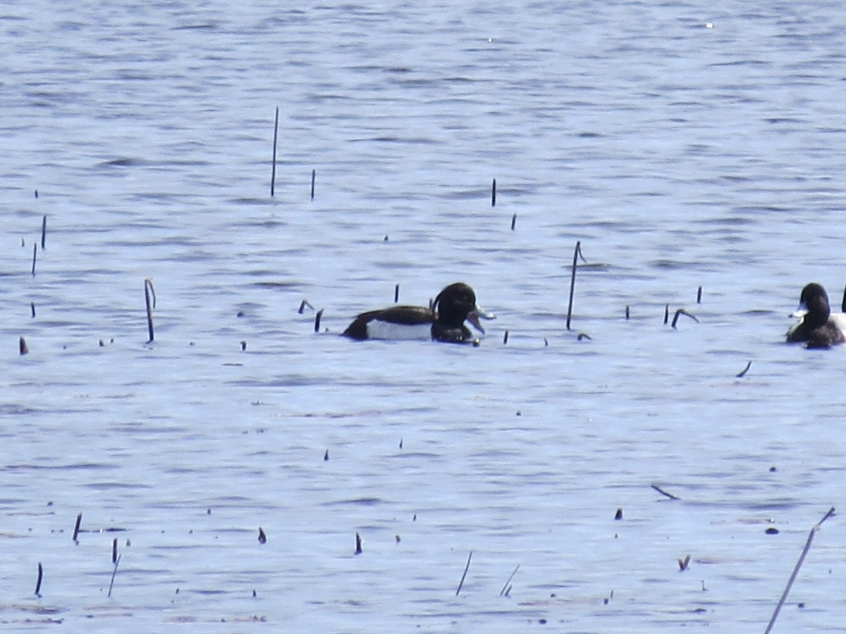 Tufted Duck - ML149630691