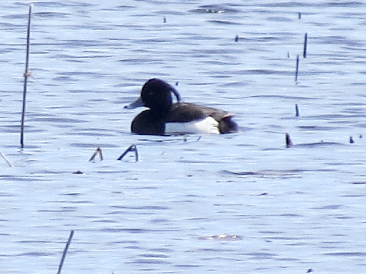 Tufted Duck - ML149630701