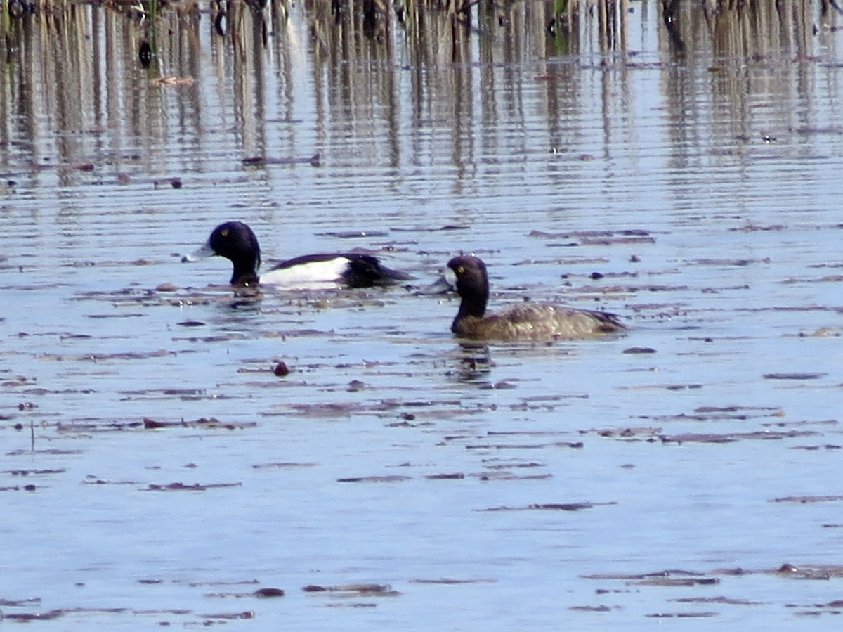 Tufted Duck - ML149630711