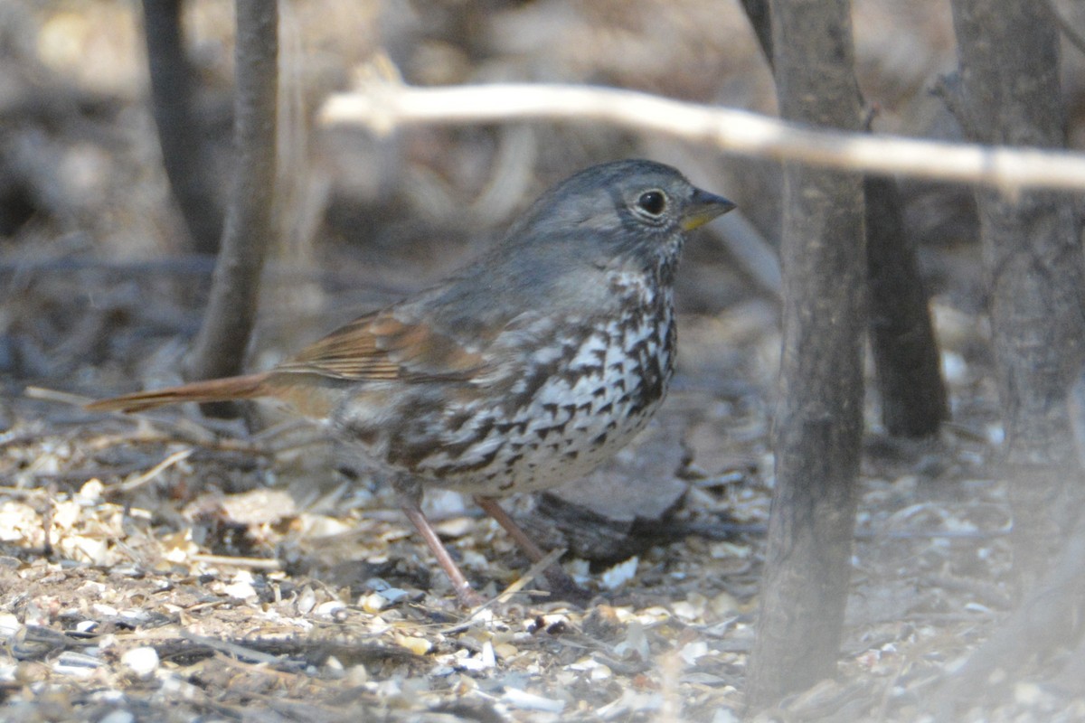 Fox Sparrow (Slate-colored) - ML149630761