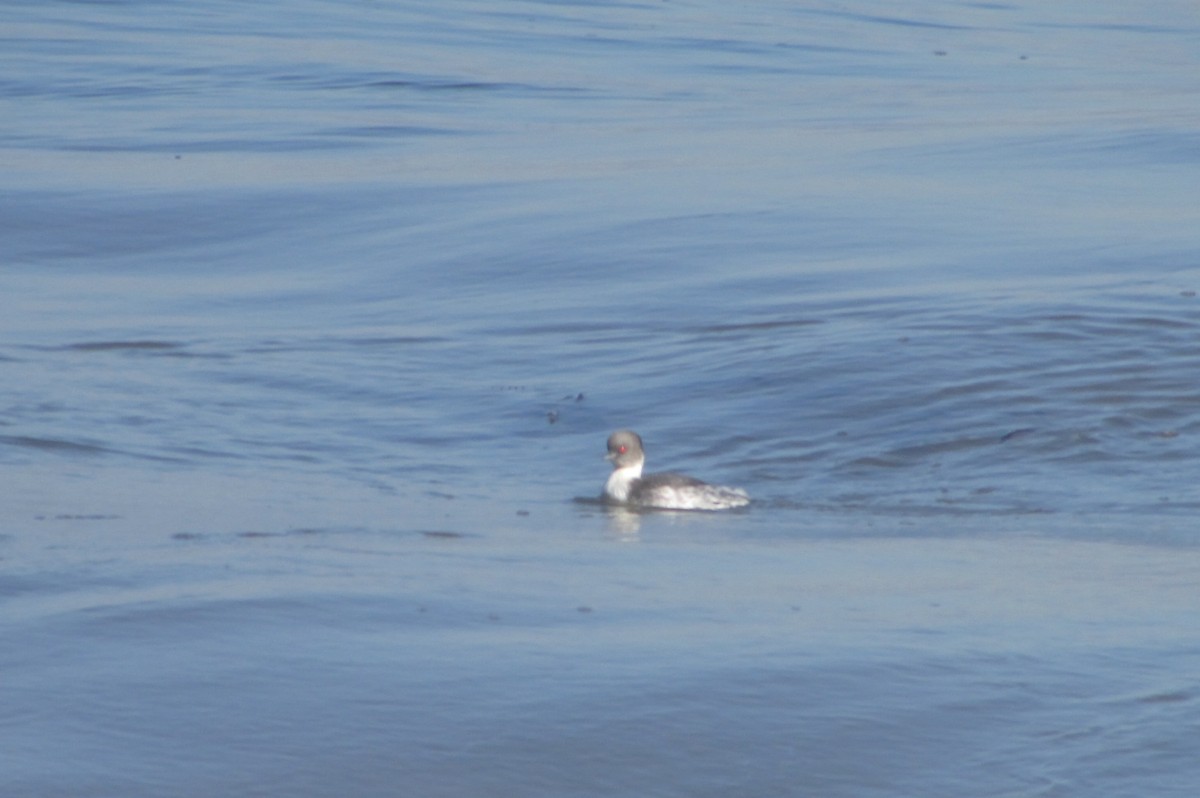 Silvery Grebe - Jose Rebolledo