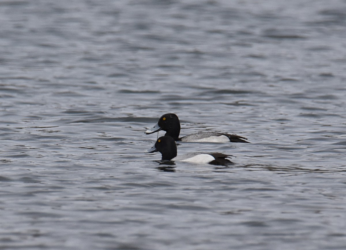 Lesser Scaup - ML149632261