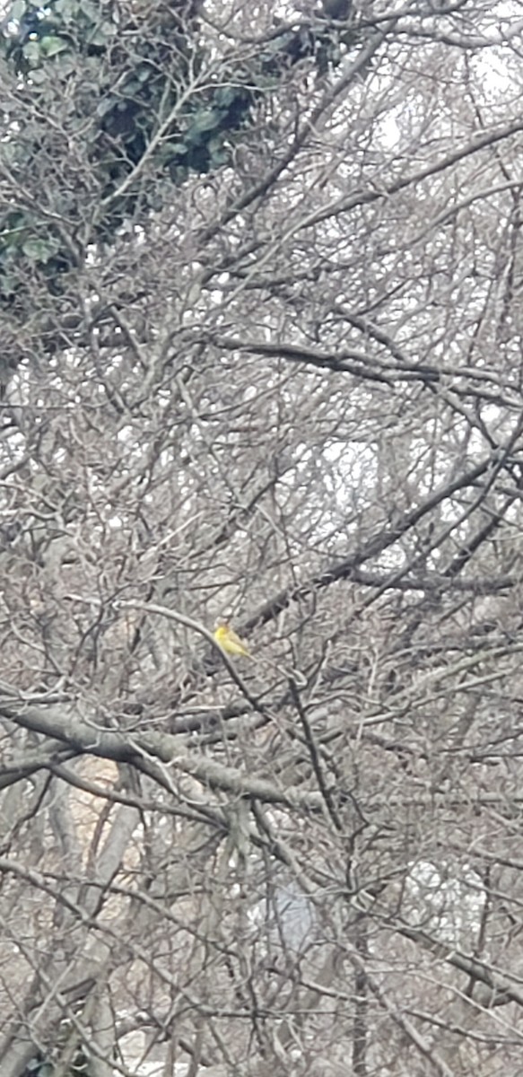 Palm Warbler - ML149632961