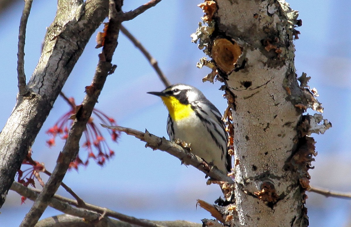 Yellow-throated Warbler - Simon Tickle