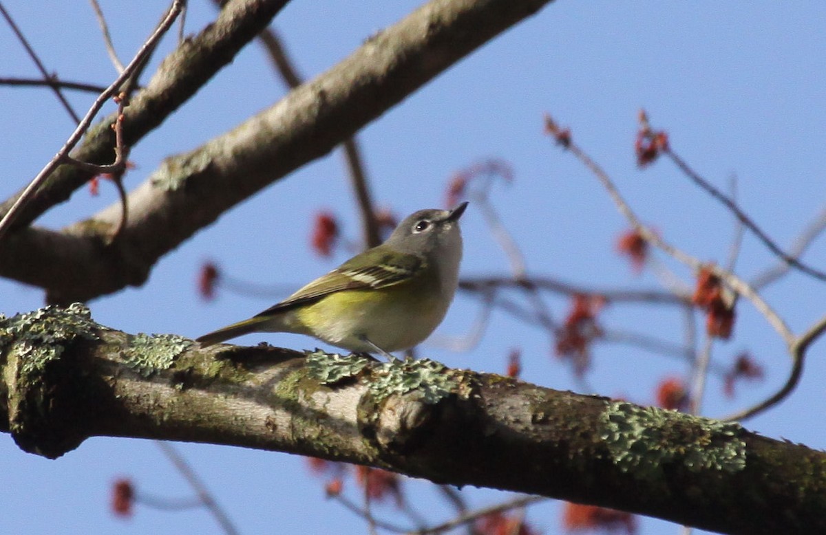 Graukopfvireo - ML149634001