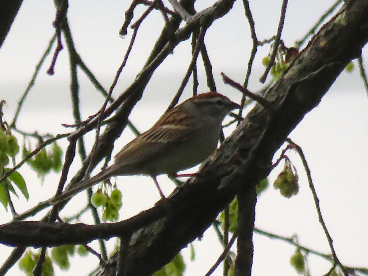 Chipping Sparrow - Chris Welsh