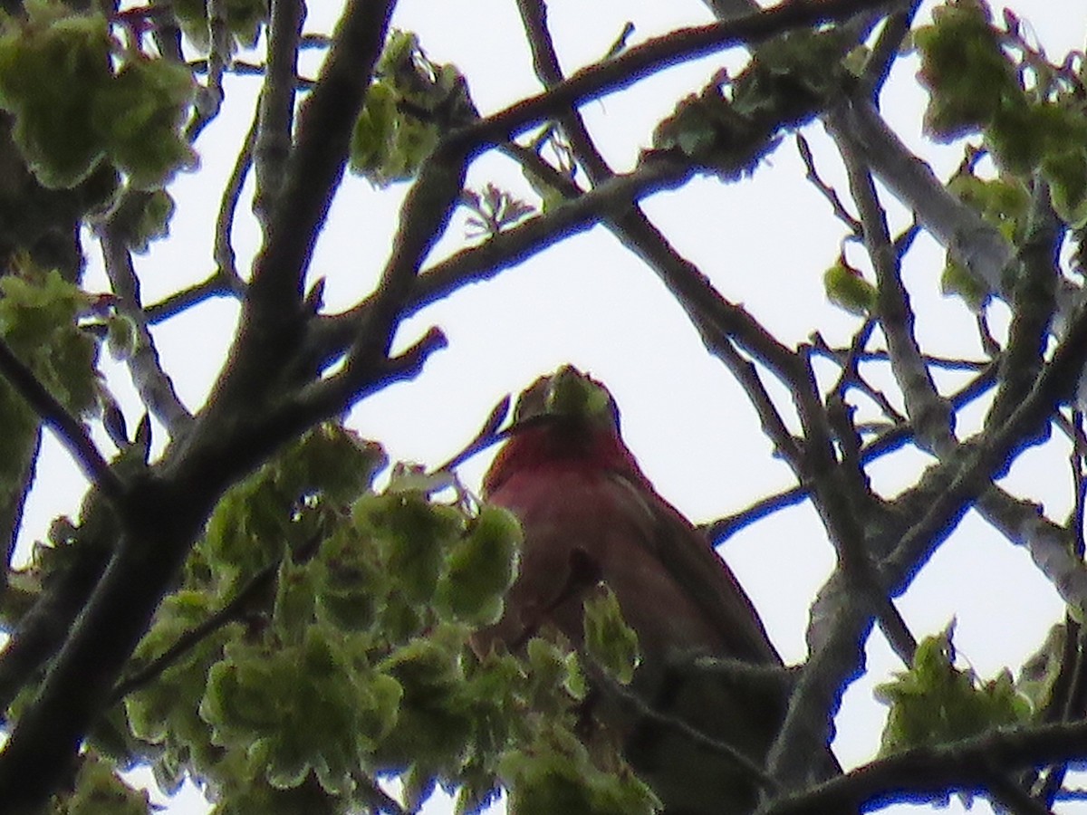 Purple Finch - ML149634291