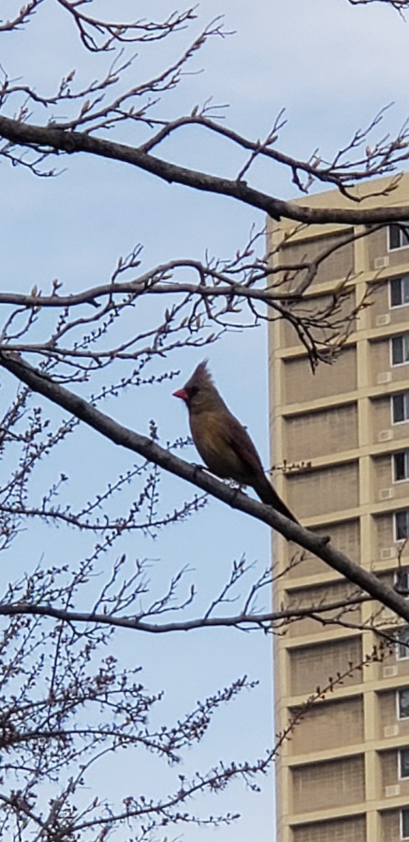 Northern Cardinal - ML149634561