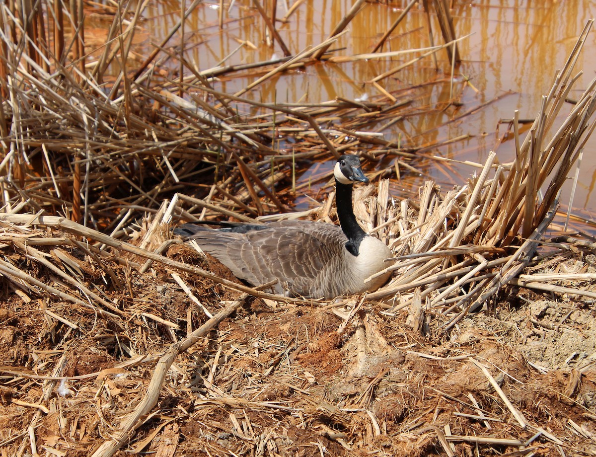 Canada Goose - Mark McConaughy