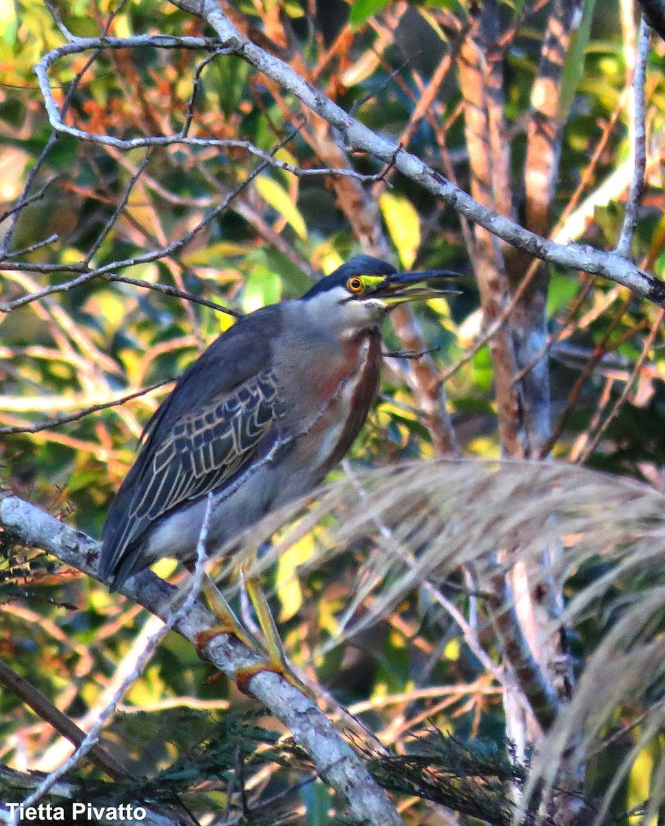 Striated Heron - ML149639301