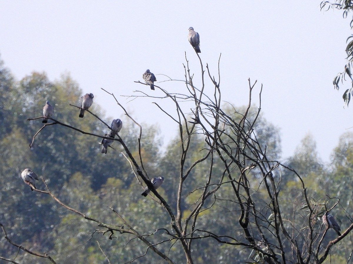 Common Wood-Pigeon - ML149640541
