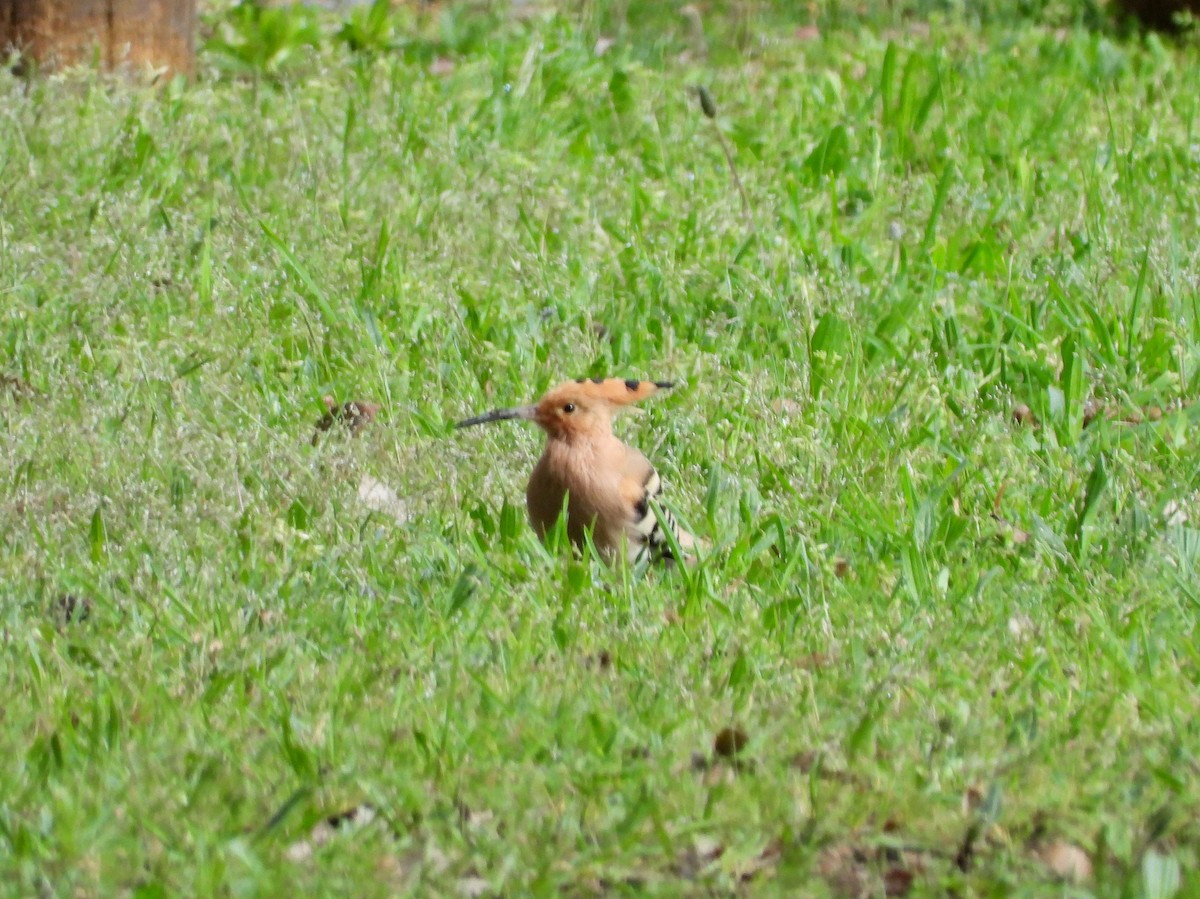 Eurasian Hoopoe - ML149640841