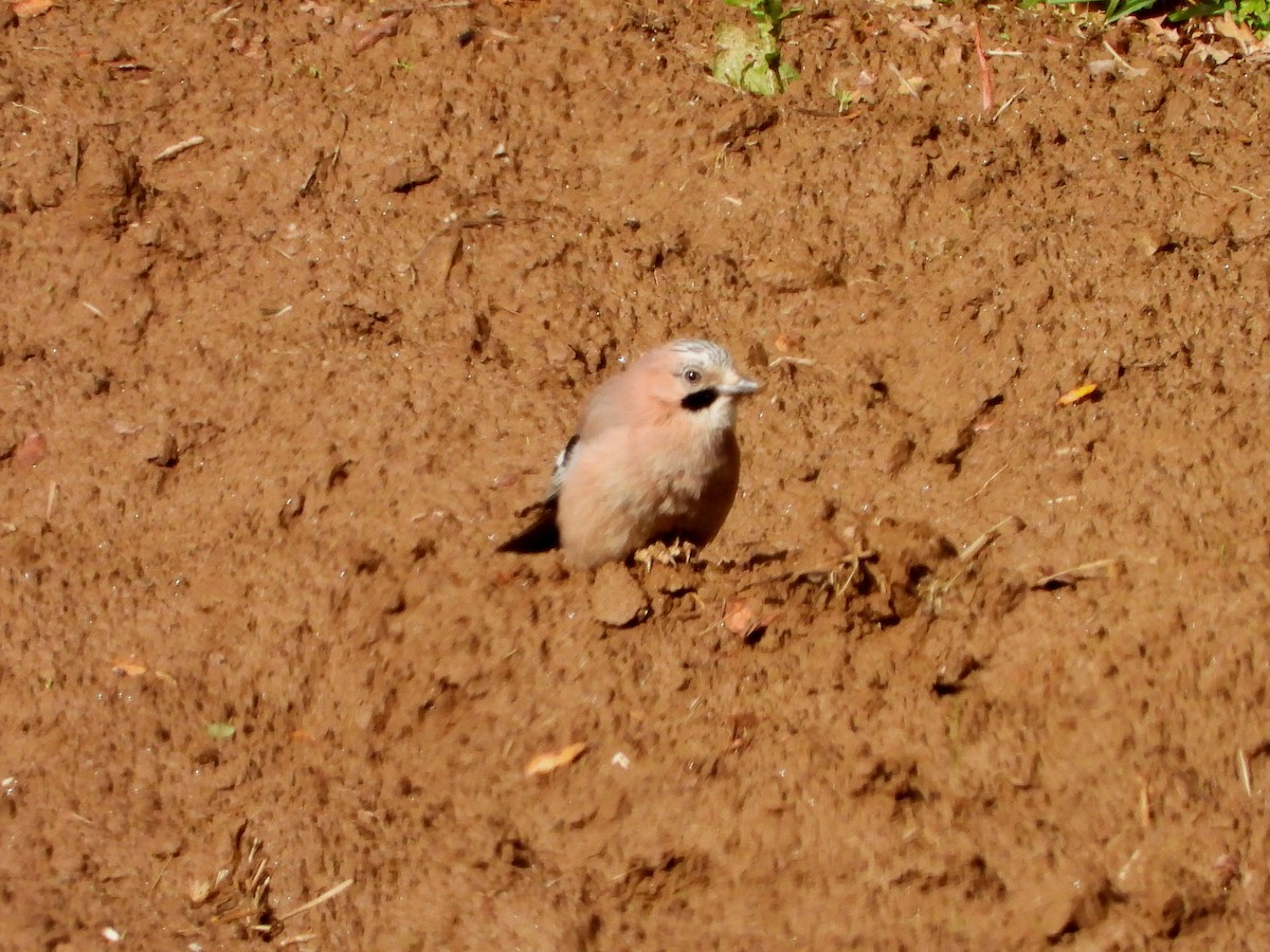 Eurasian Jay - ML149640891
