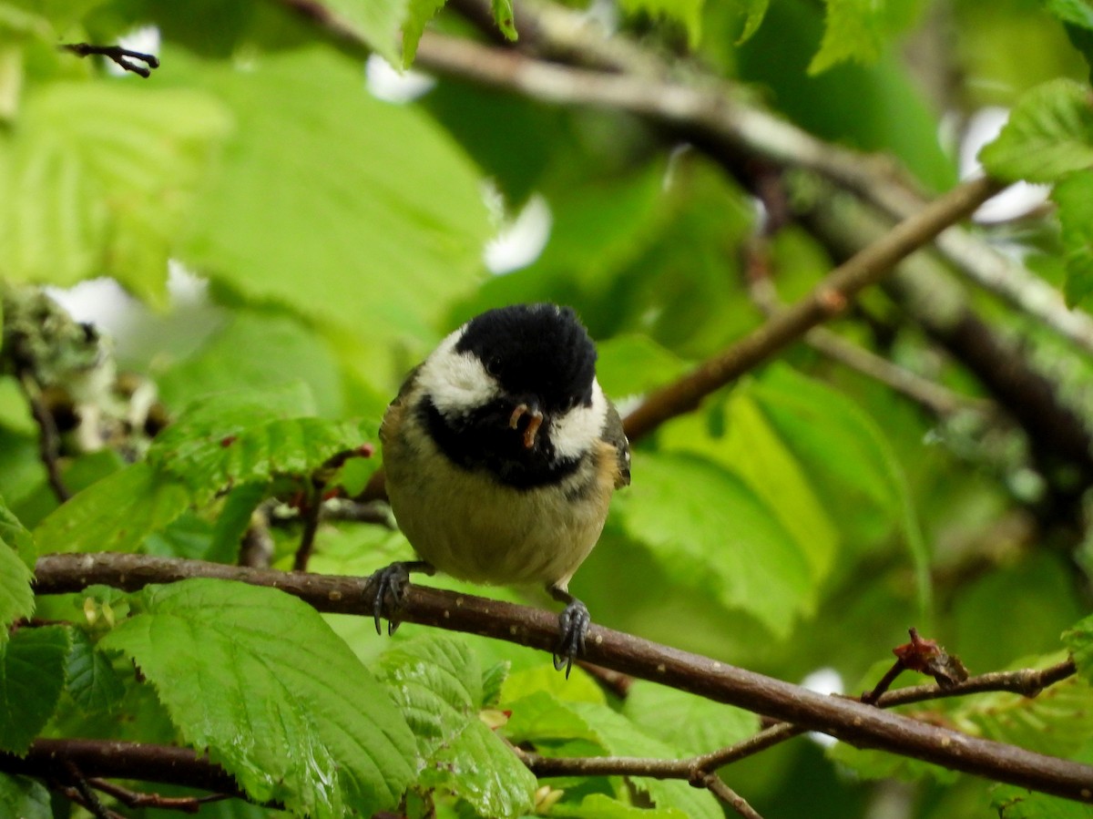 Coal Tit - ML149640931