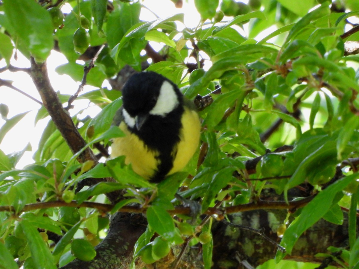 Great Tit - ML149641011