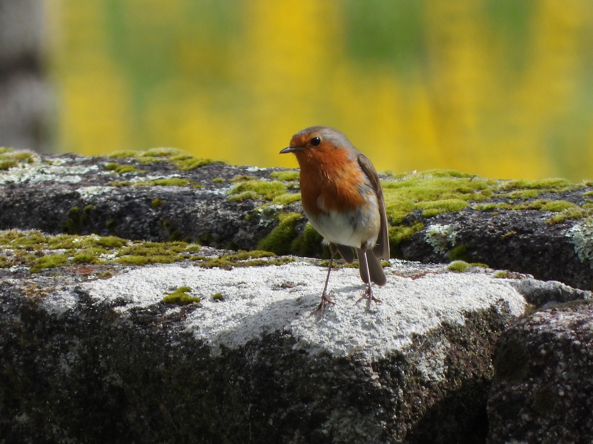 European Robin - ML149641091