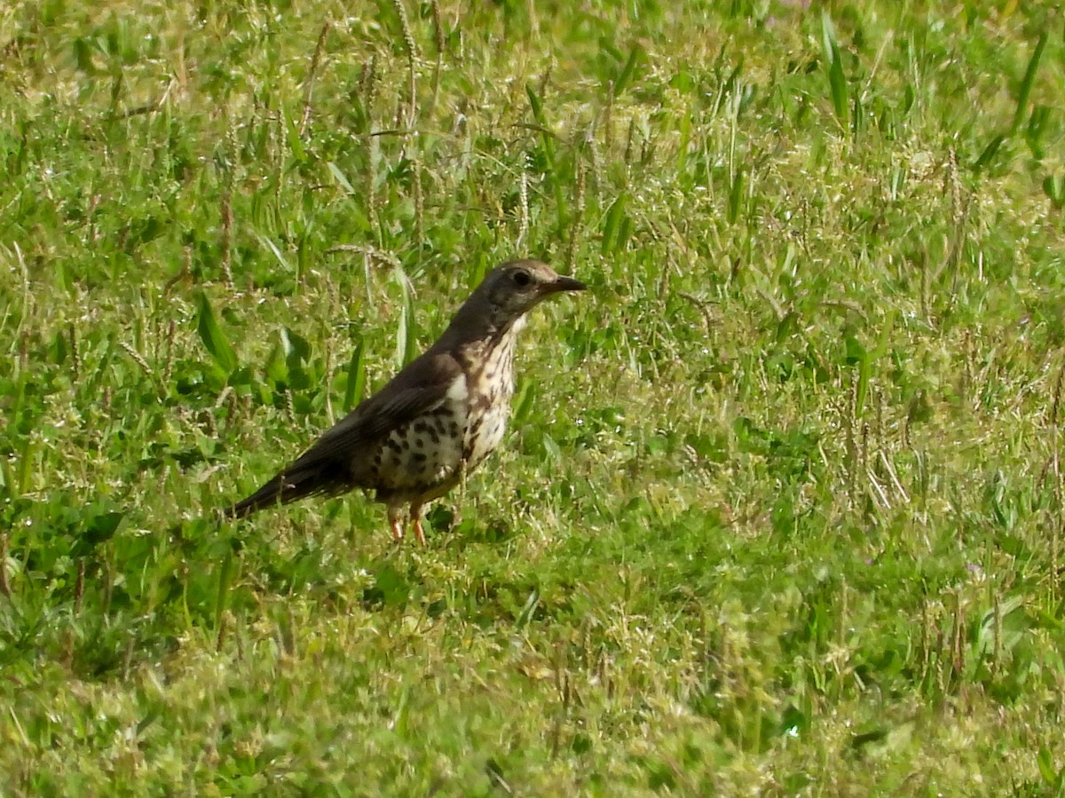 Mistle Thrush - ML149641131