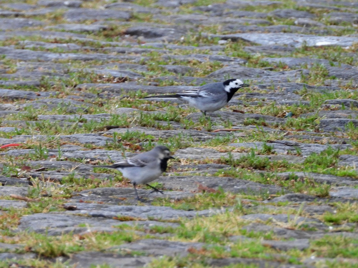 White Wagtail - ML149641141
