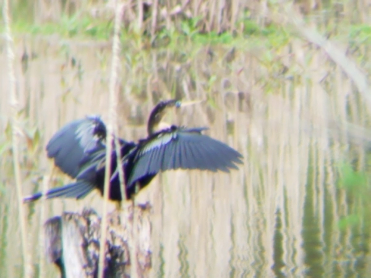 Anhinga - ML149641301