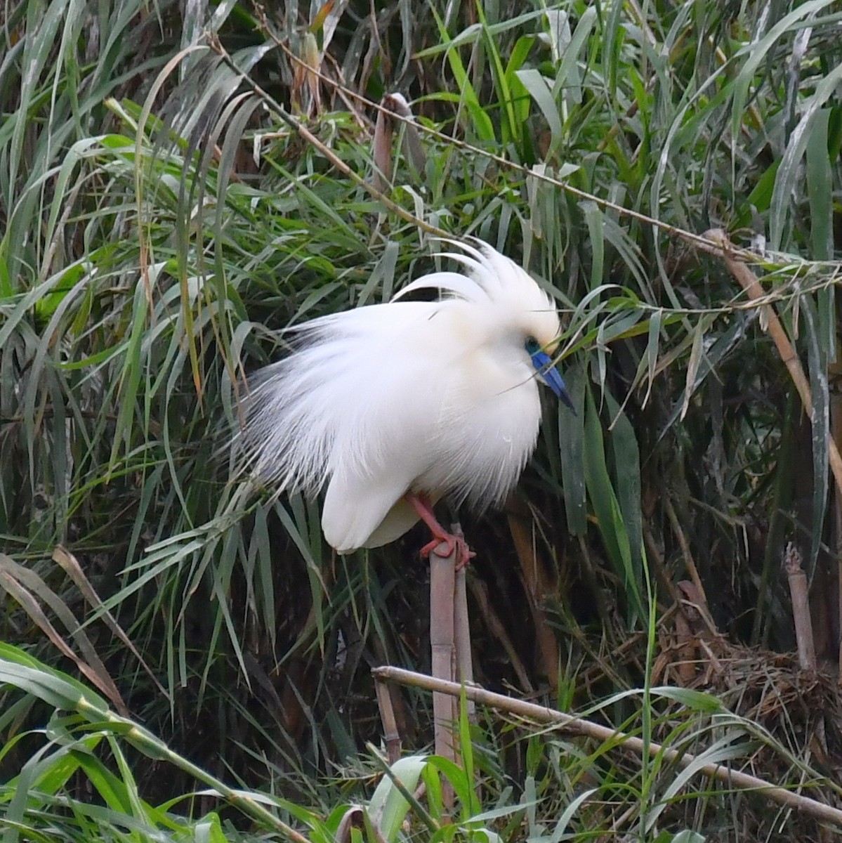 Malagasy Pond-Heron - Jacek Betleja