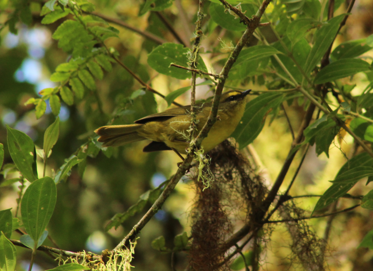 Citrine Warbler - ML149644121