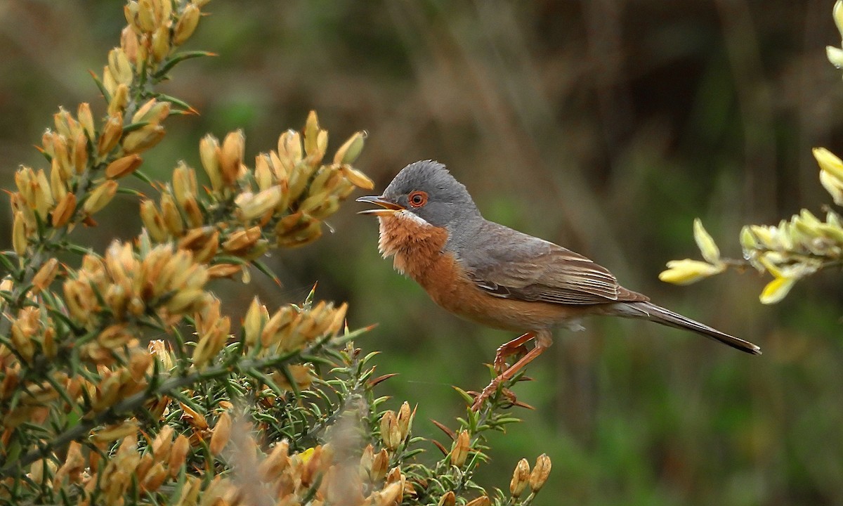 Western Subalpine Warbler - Rui Jorge
