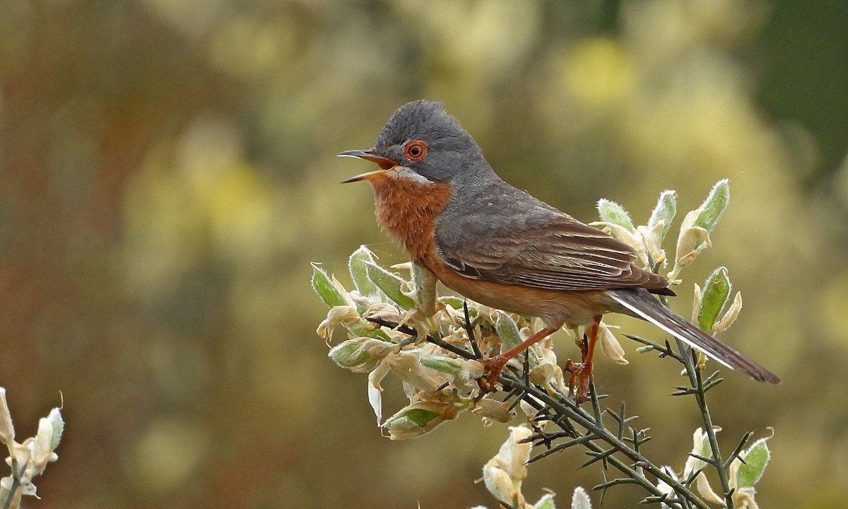 Western Subalpine Warbler - Rui Jorge