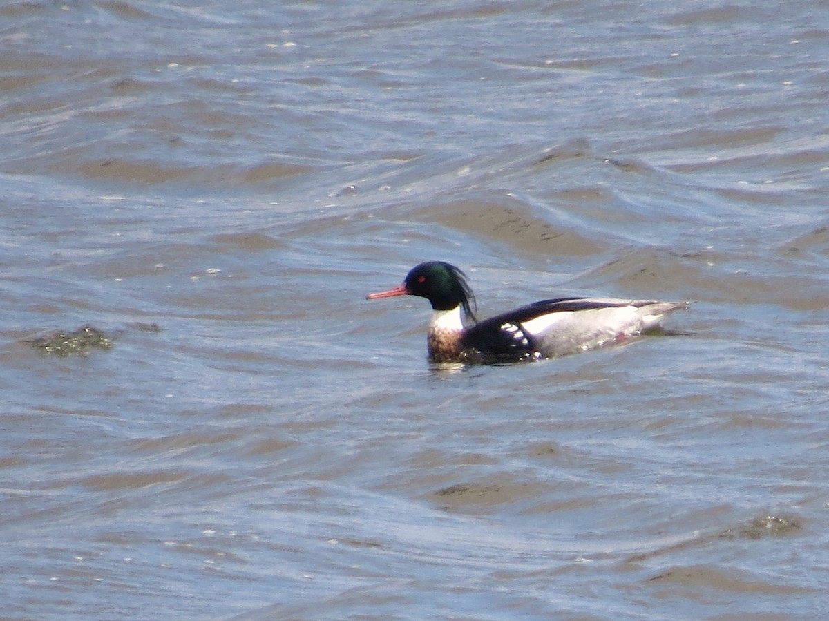 Red-breasted Merganser - ML149652681