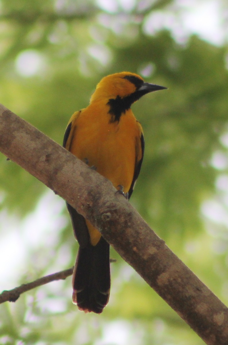 Oriole à dos rayé - ML149653361