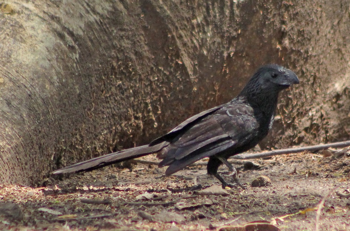 Groove-billed Ani - ML149655211