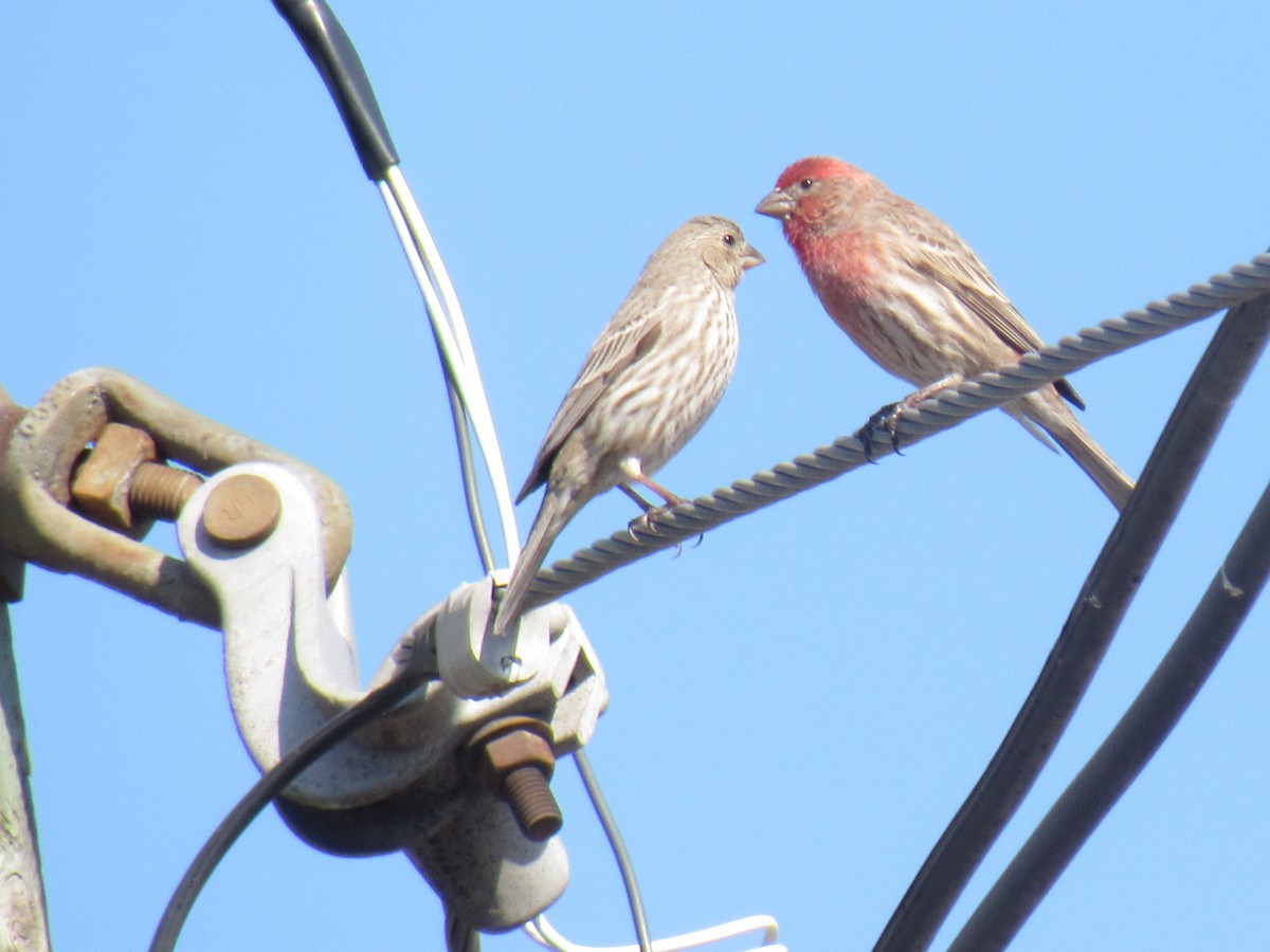 House Finch - John Coyle