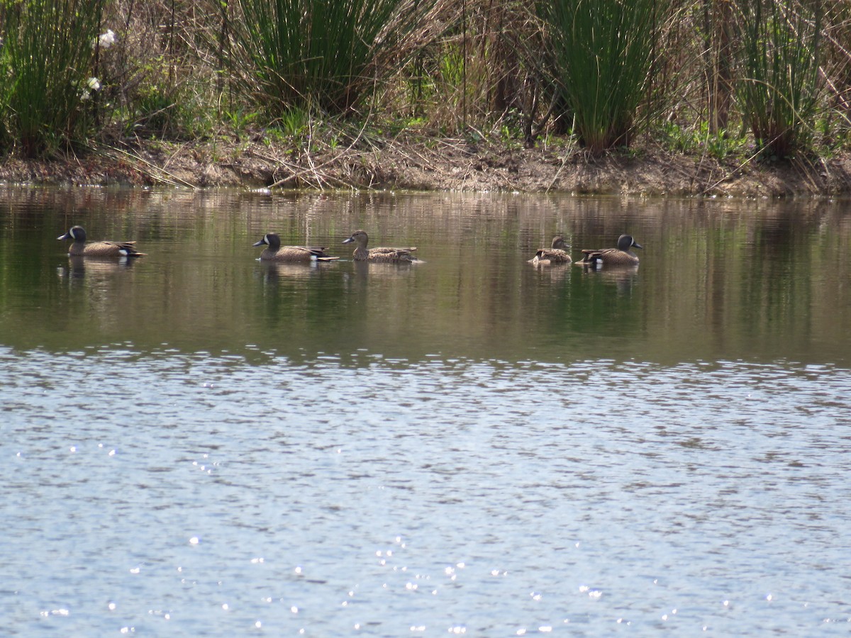 Blue-winged Teal - ML149656611