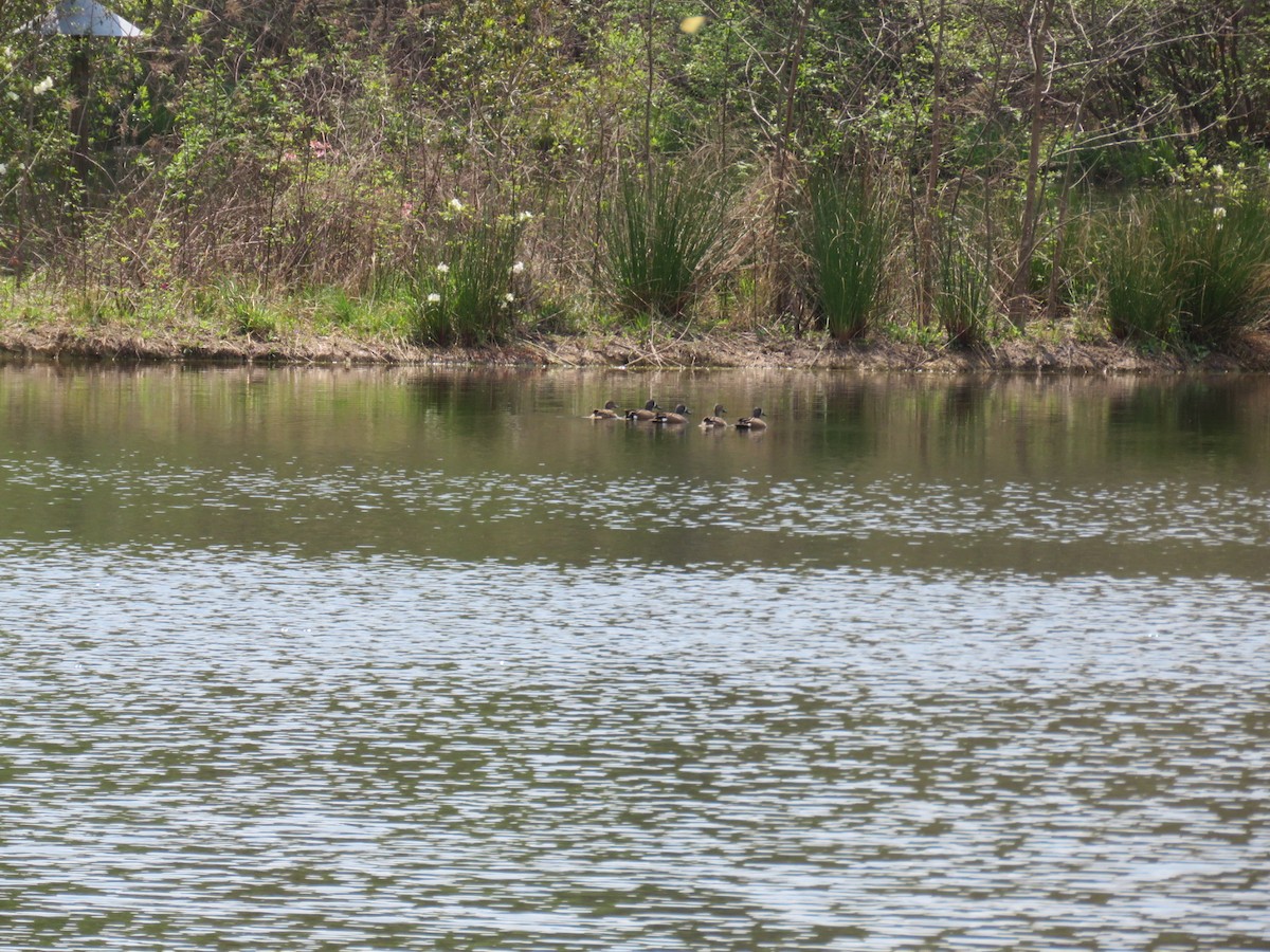 Blue-winged Teal - ML149656651